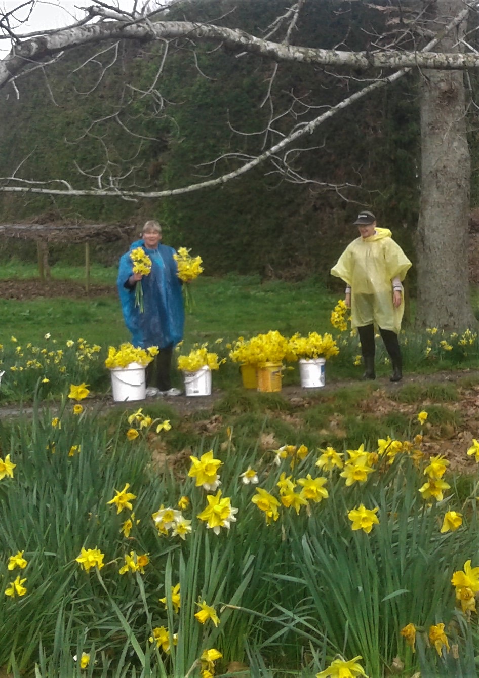 Picking Daffodils