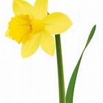 daffodil